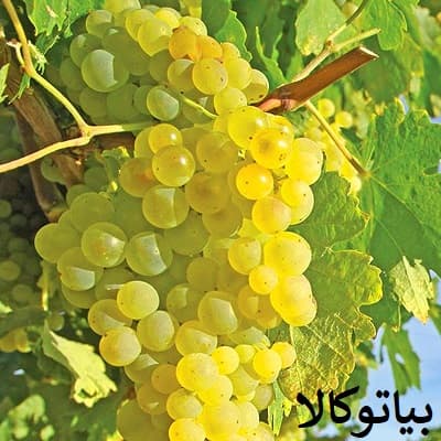 افزایش باردهی انگور زرد